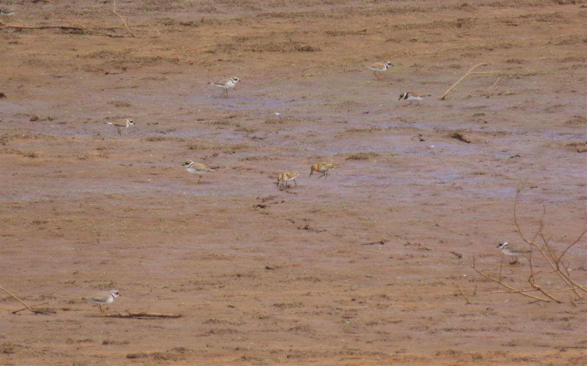Common Ringed Plover - ML369253291