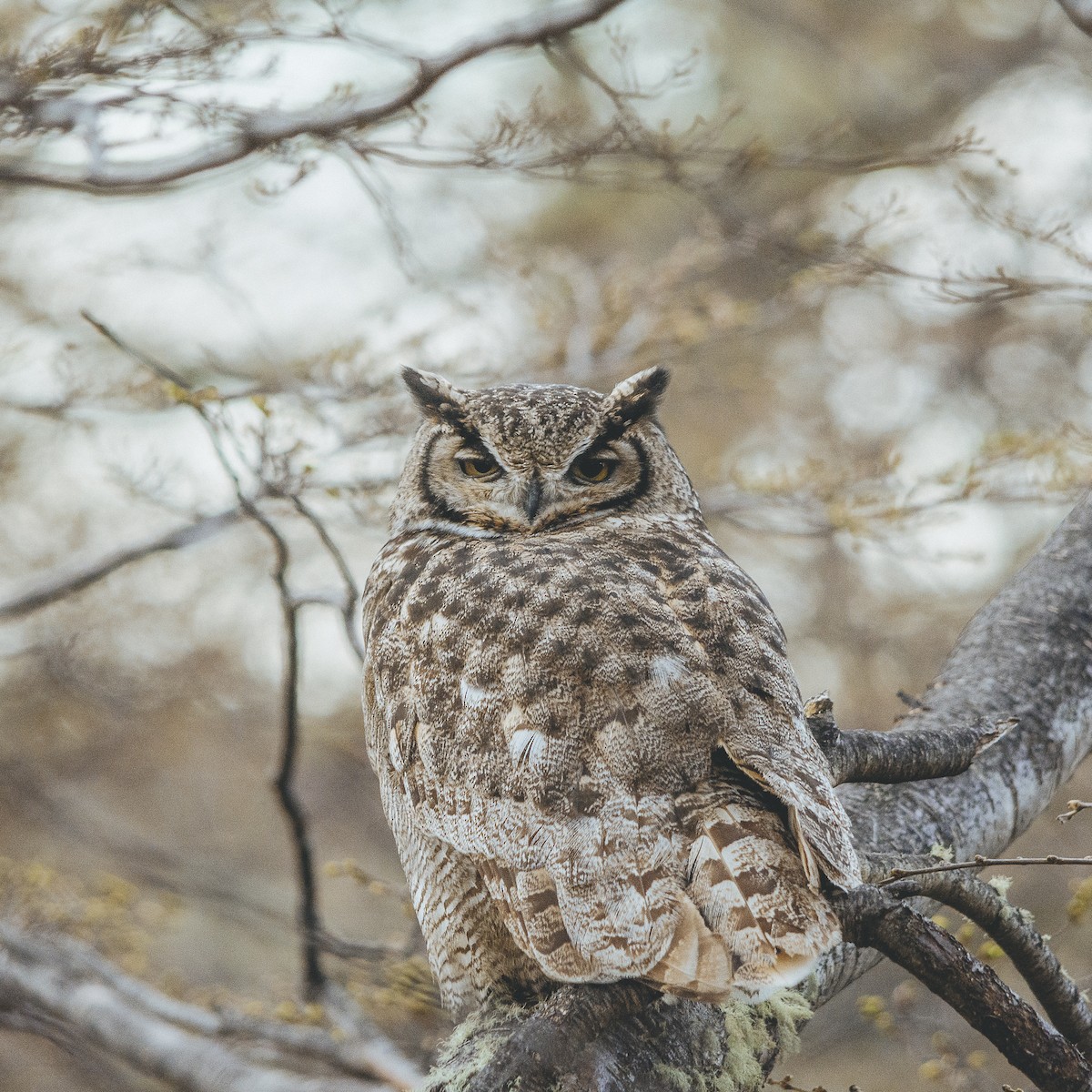 Lesser Horned Owl - Jorge Vidal Melián