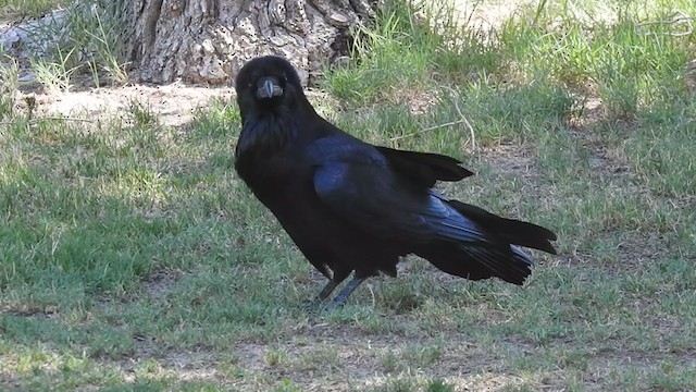 Common Raven - ML369257531