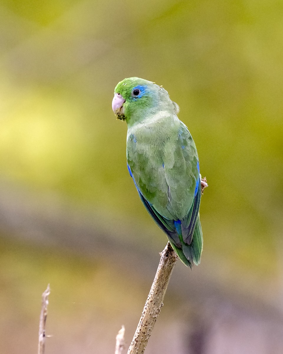 Spectacled Parrotlet - ML369259871