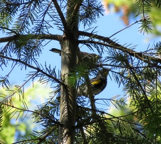 Yellow-rumped Warbler (Audubon's) - ML36926081