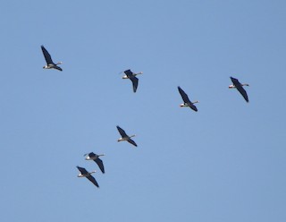 Greater White-fronted Goose, ML36926101