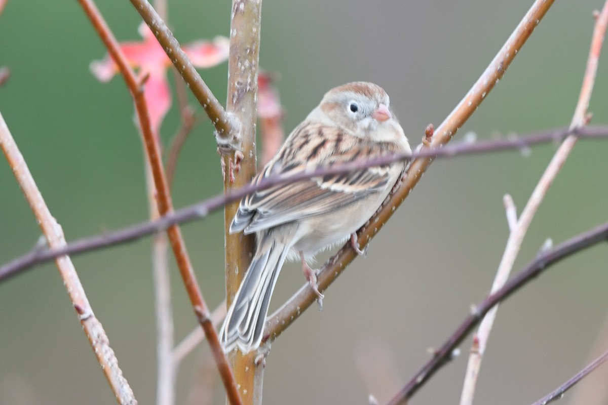 Field Sparrow - Christine Kozlosky