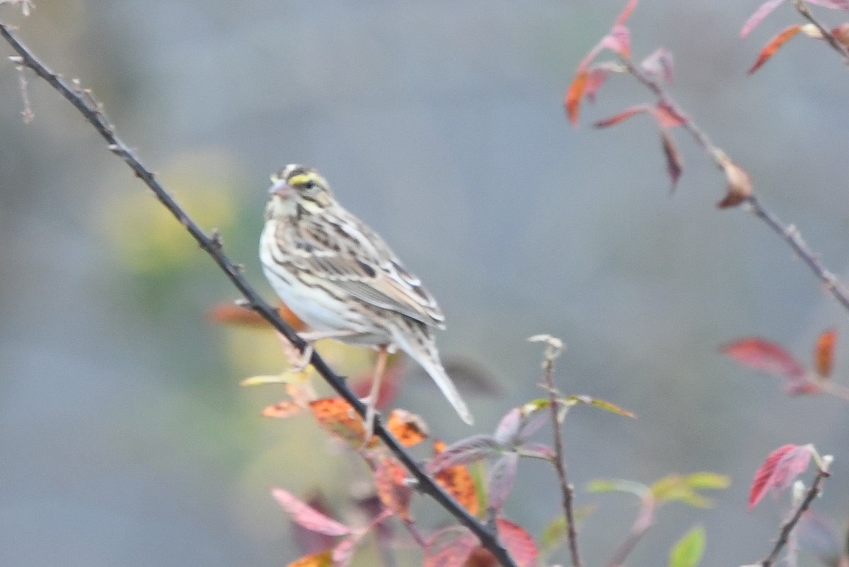 Savannah Sparrow (Savannah) - ML369261081