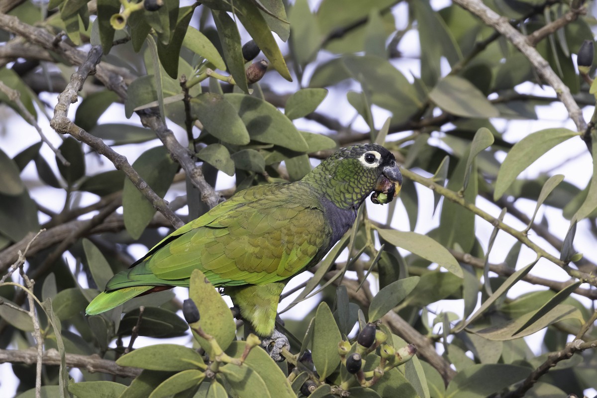 Scaly-headed Parrot - ML369262841