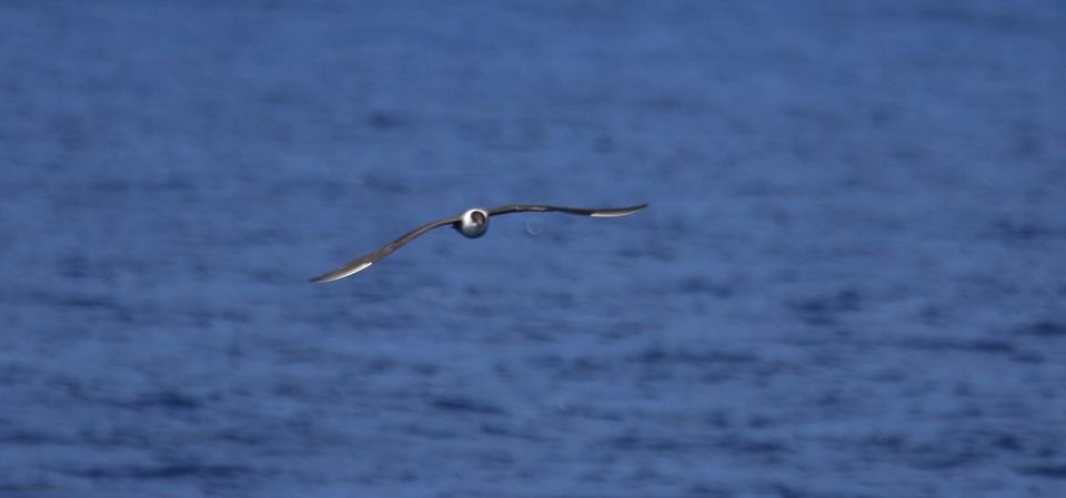 Long-tailed Jaeger - ML36927421