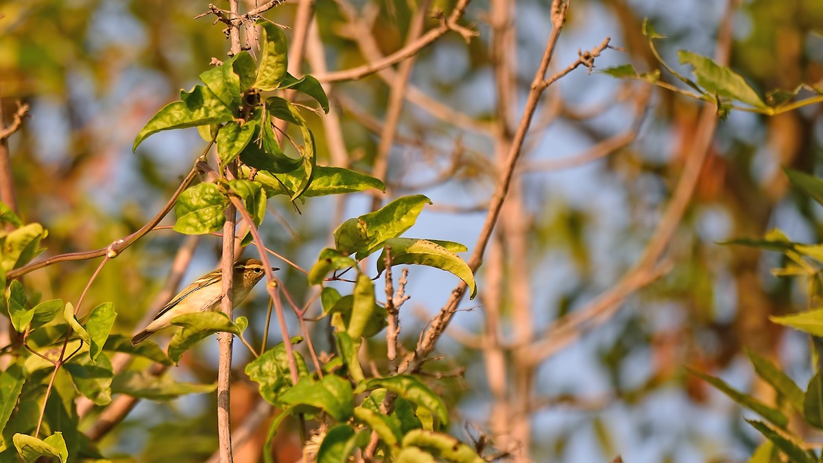 Yellow-browed Warbler - ML36927481