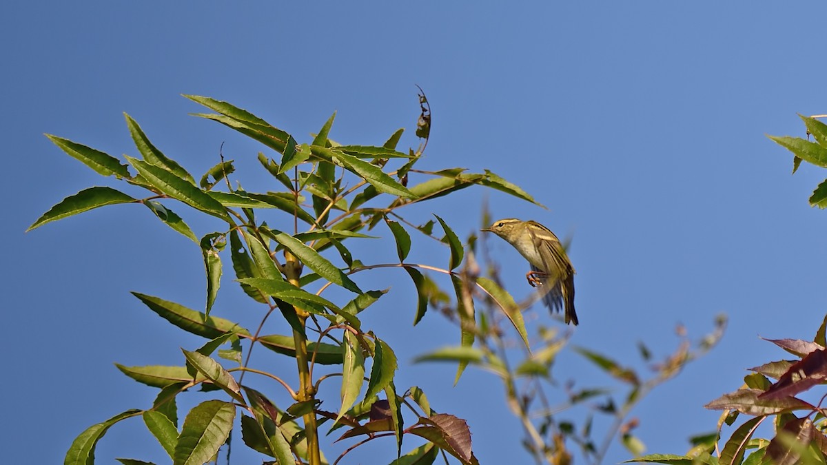 Yellow-browed Warbler - Ferit Başbuğ