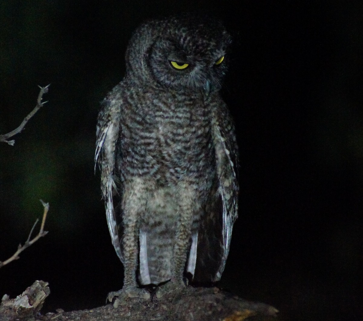 Western Screech-Owl - ML369280771