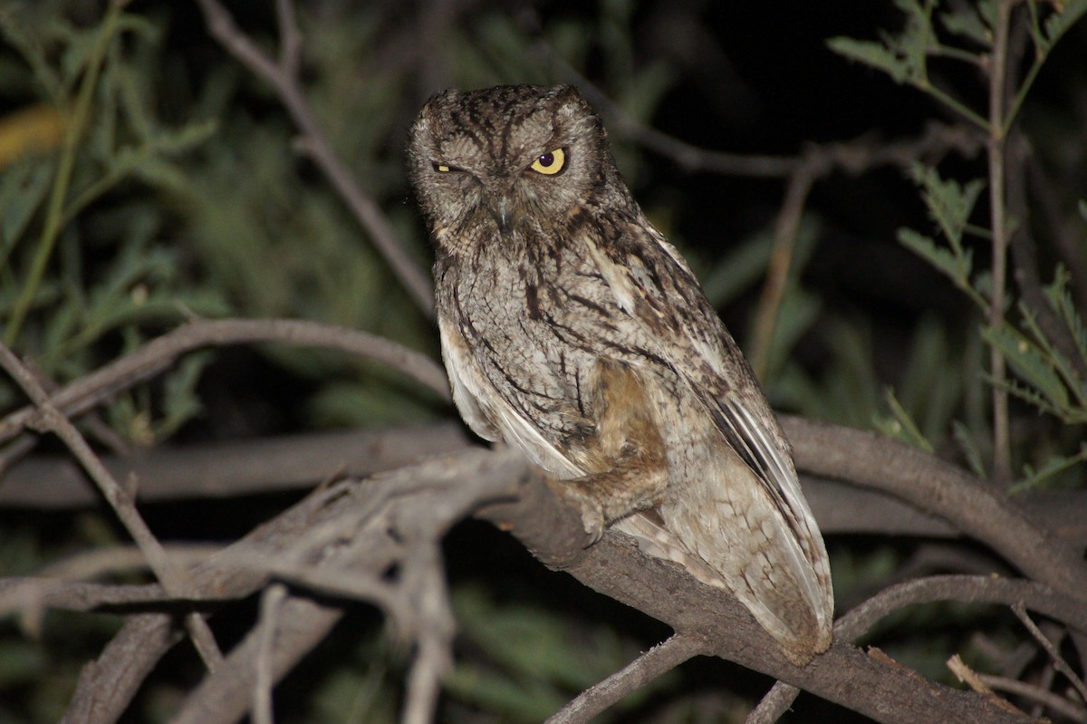 Western Screech-Owl - ML369280801