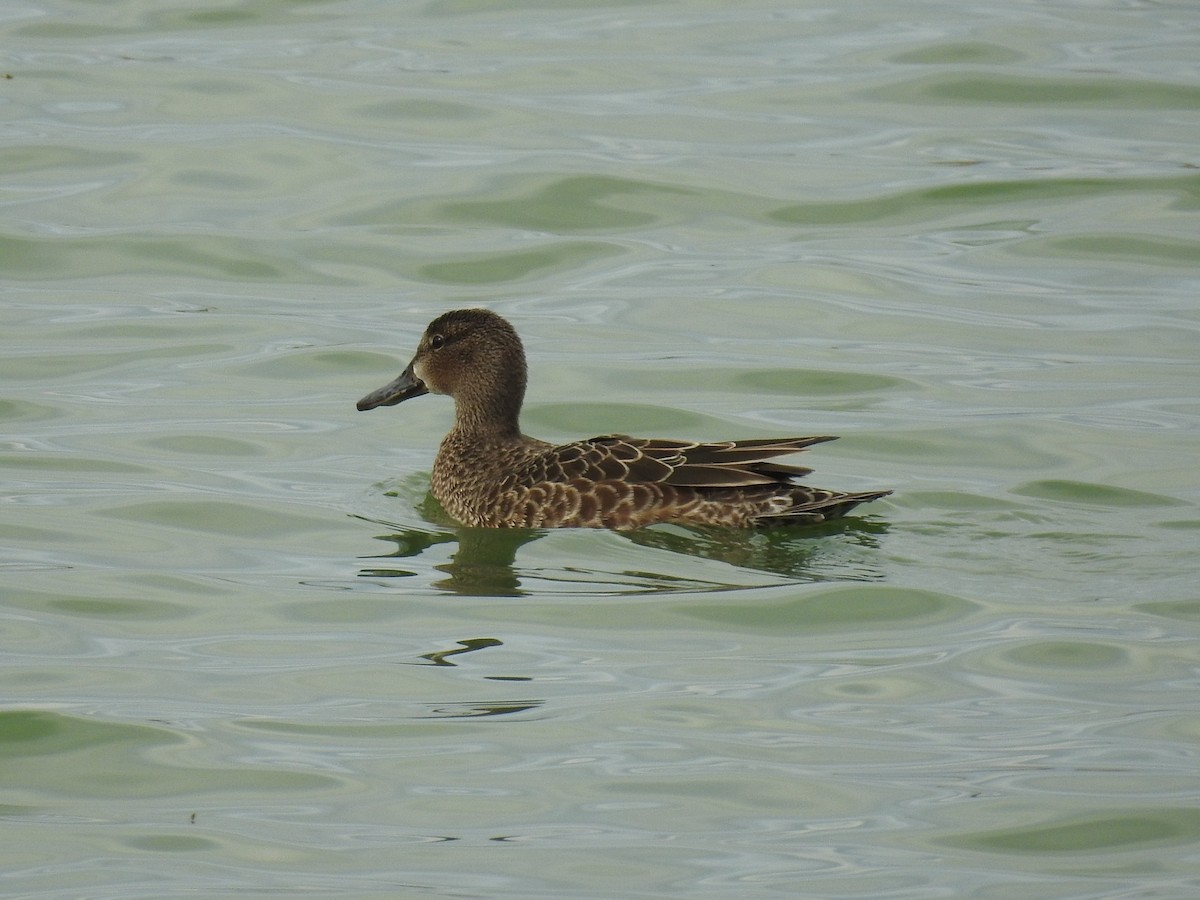 Blue-winged Teal - ML369281351