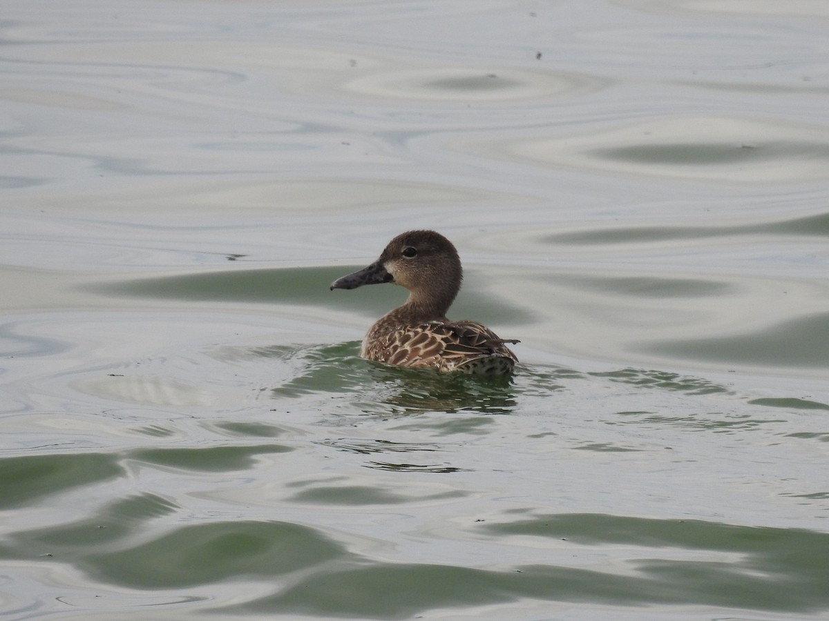 Blue-winged Teal - ML369281371