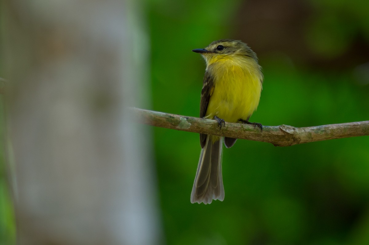Yellow Tyrannulet - Joao Quental JQuental