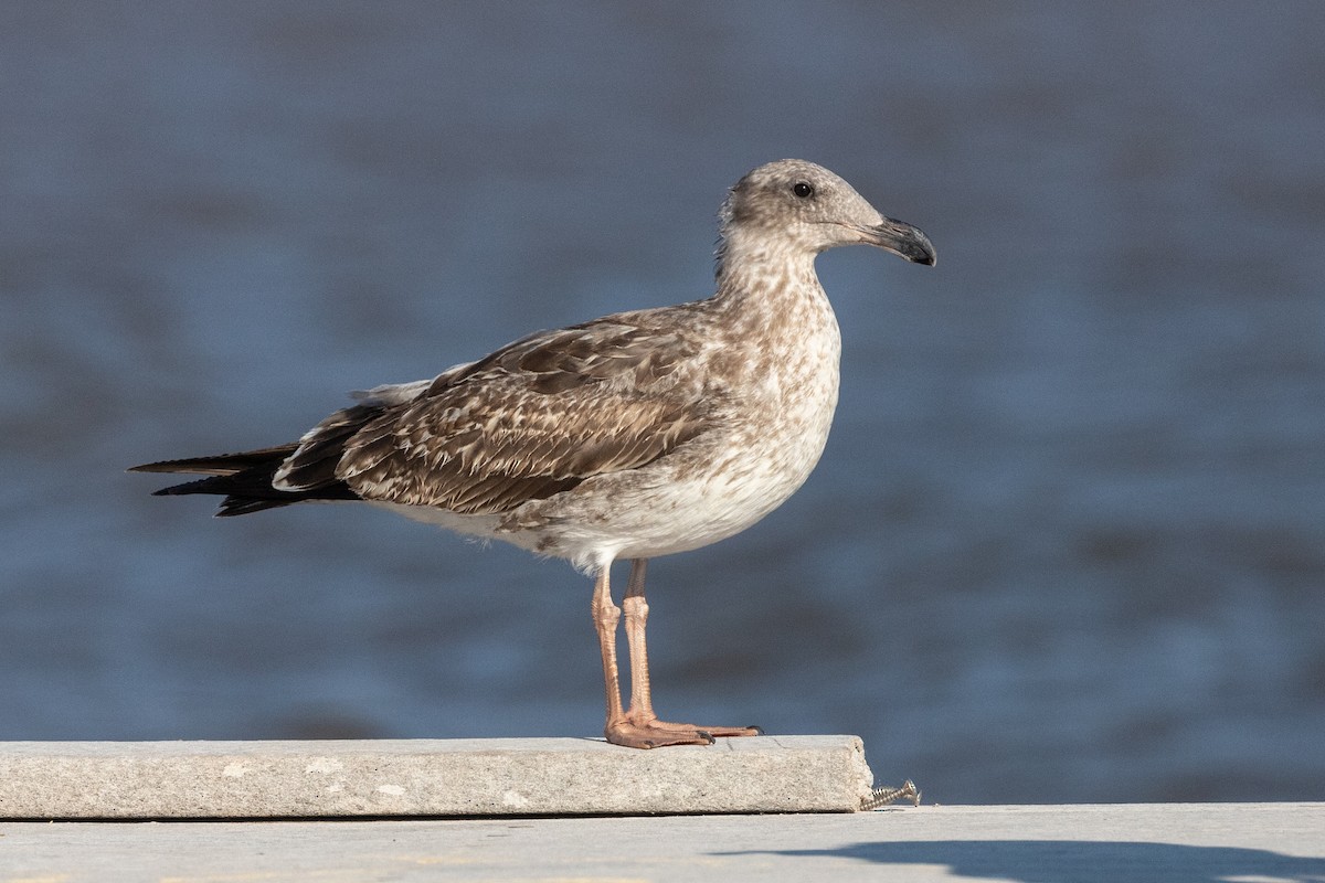 Yellow-footed Gull - Anonymous