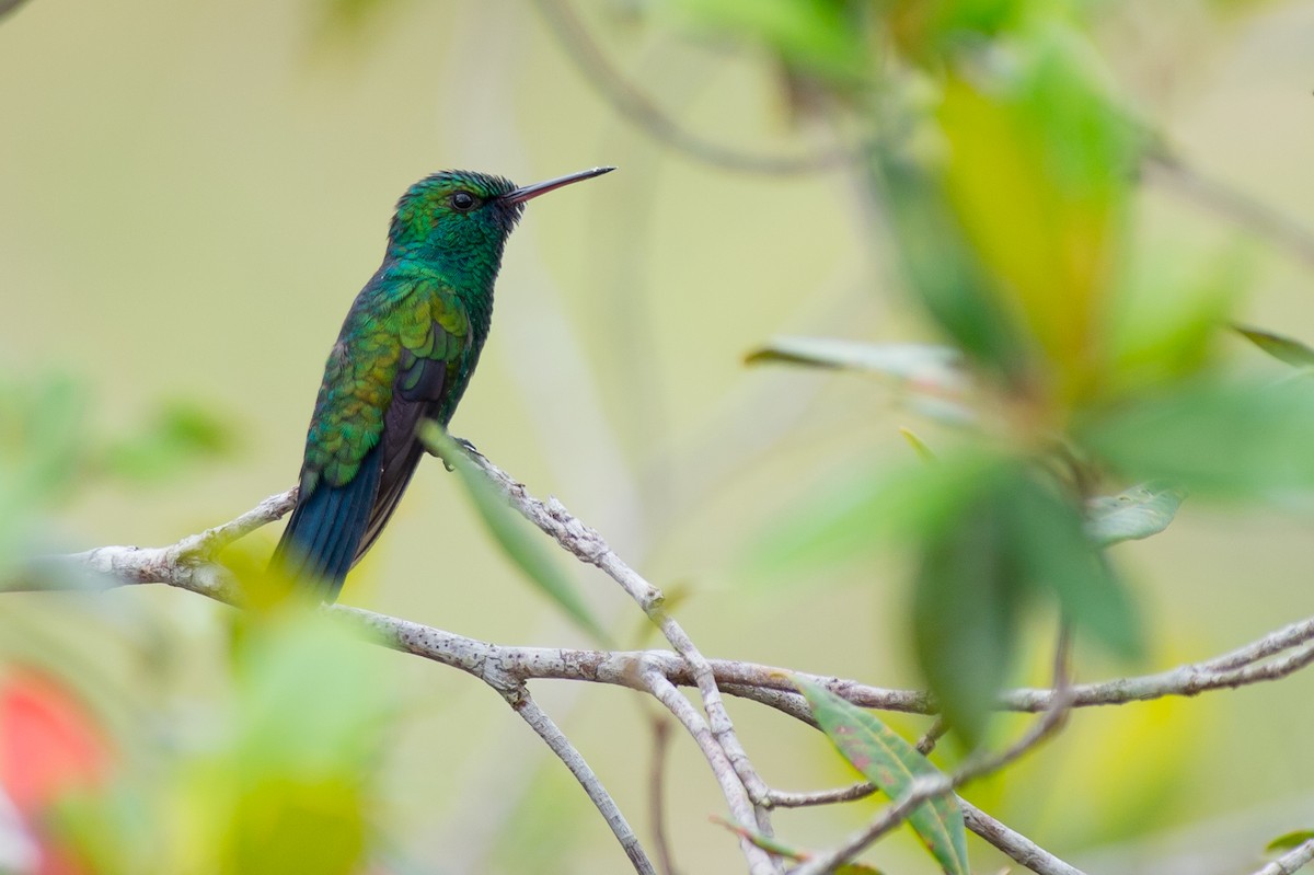 Blue-chinned Sapphire - Joao Quental JQuental
