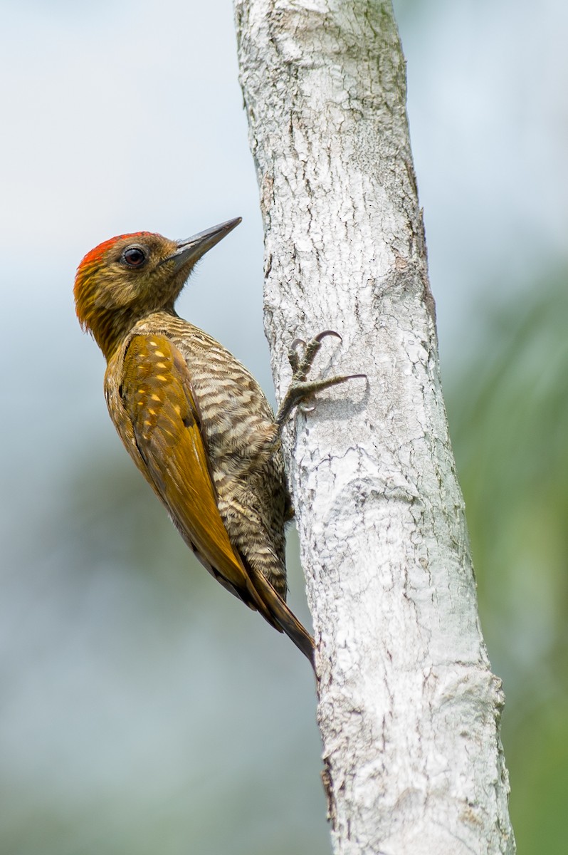 Red-stained Woodpecker - Joao Quental JQuental