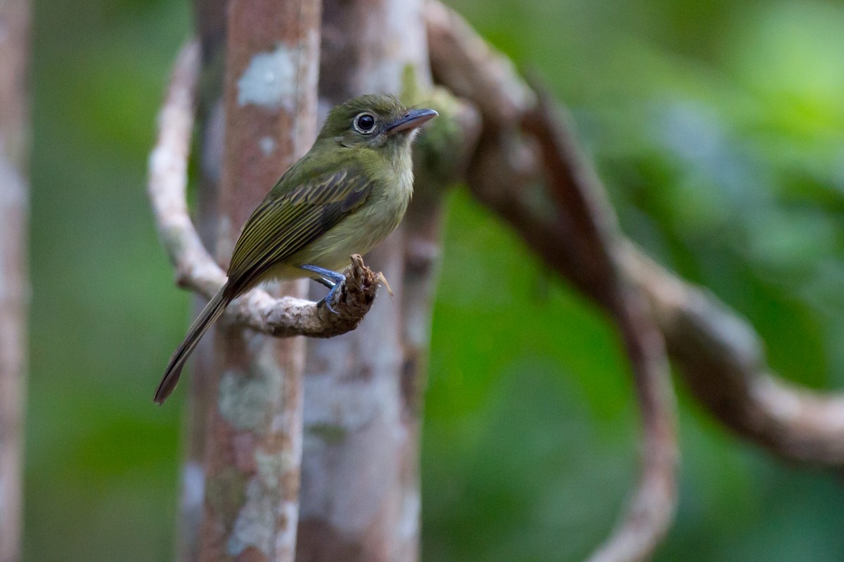 Eastern Olivaceous Flatbill - Joao Quental JQuental
