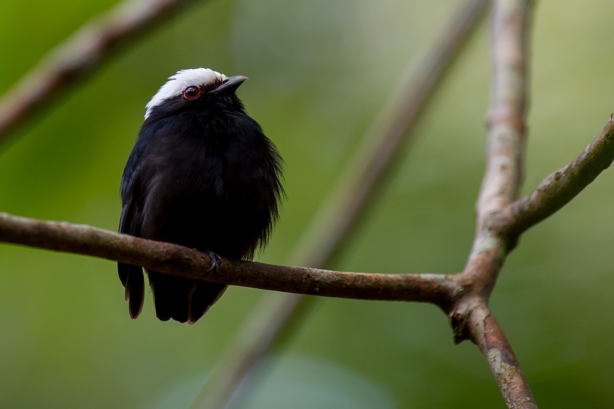 White-crowned Manakin - Joao Quental JQuental