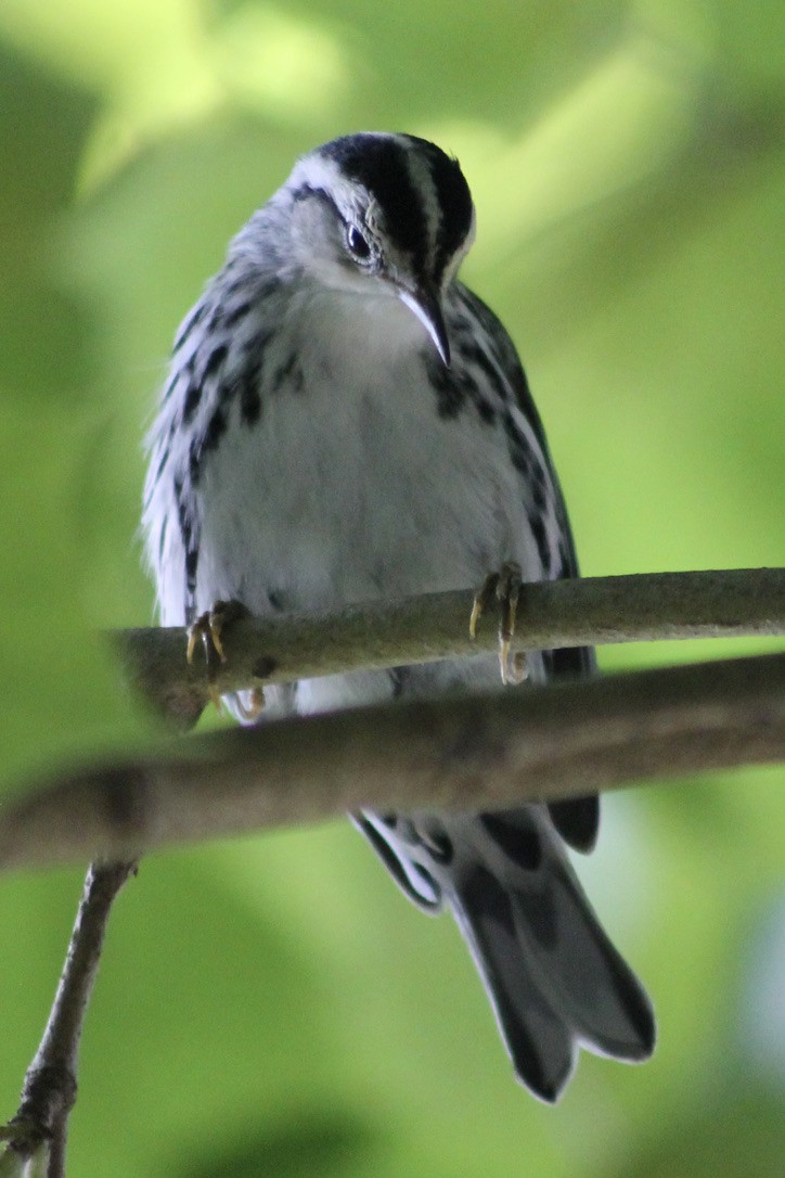 Black-and-white Warbler - ML369292801