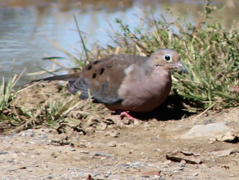 Mourning Dove - Brent Musser