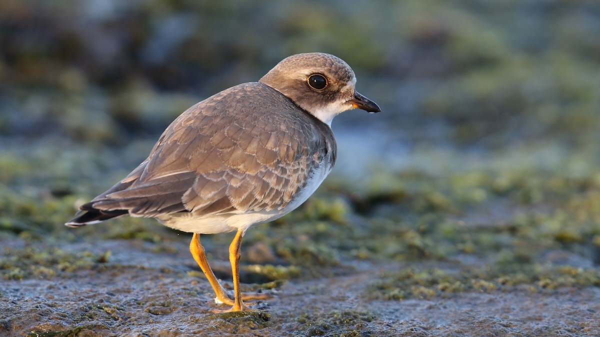 Semipalmated Plover - ML36929581