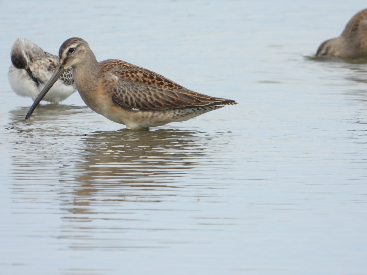 Long-billed Dowitcher - ML369298621