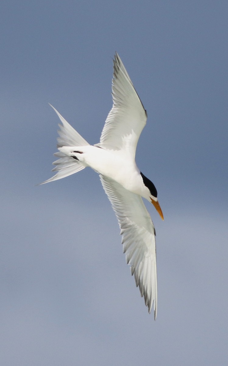 Great Crested Tern - ML36929961