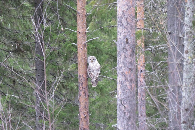 Bird in its habitat; Lapland, Finland. - Ural Owl - 
