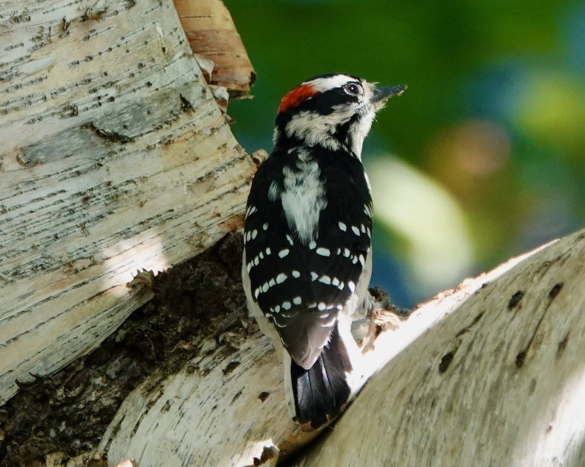 Downy Woodpecker (Rocky Mts.) - Fred Wamboldt