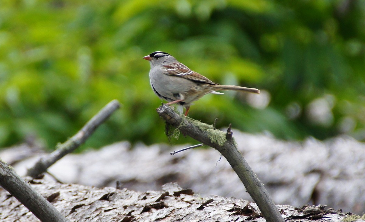 White-crowned Sparrow (oriantha) - ML369301801