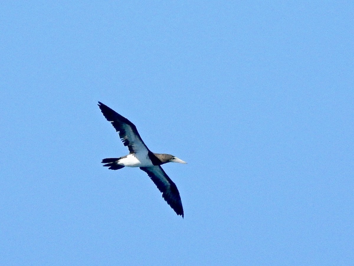 Brown Booby - ML369302751