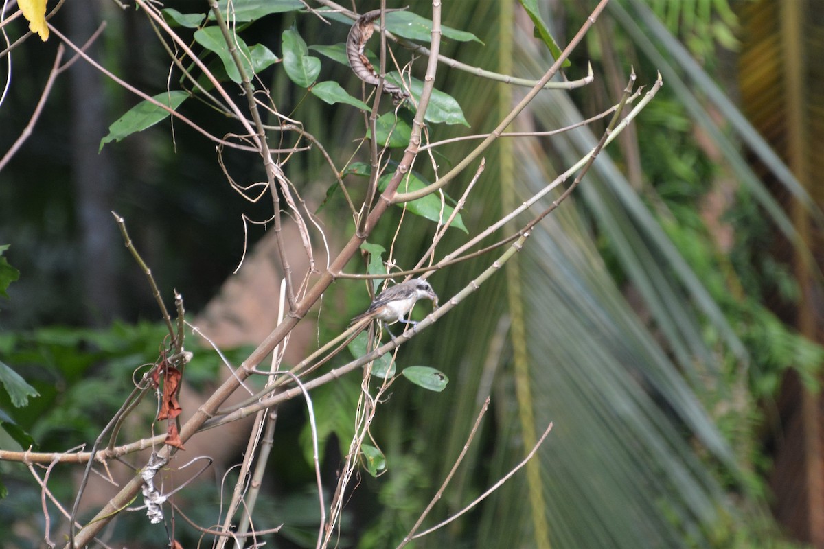 Brown Shrike (Philippine) - ML369302771