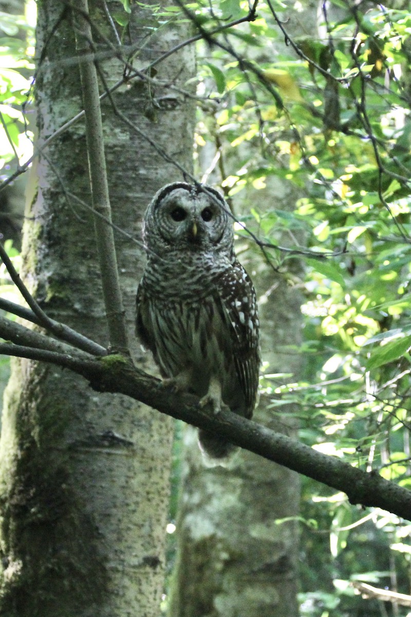 Barred Owl - ML369303081