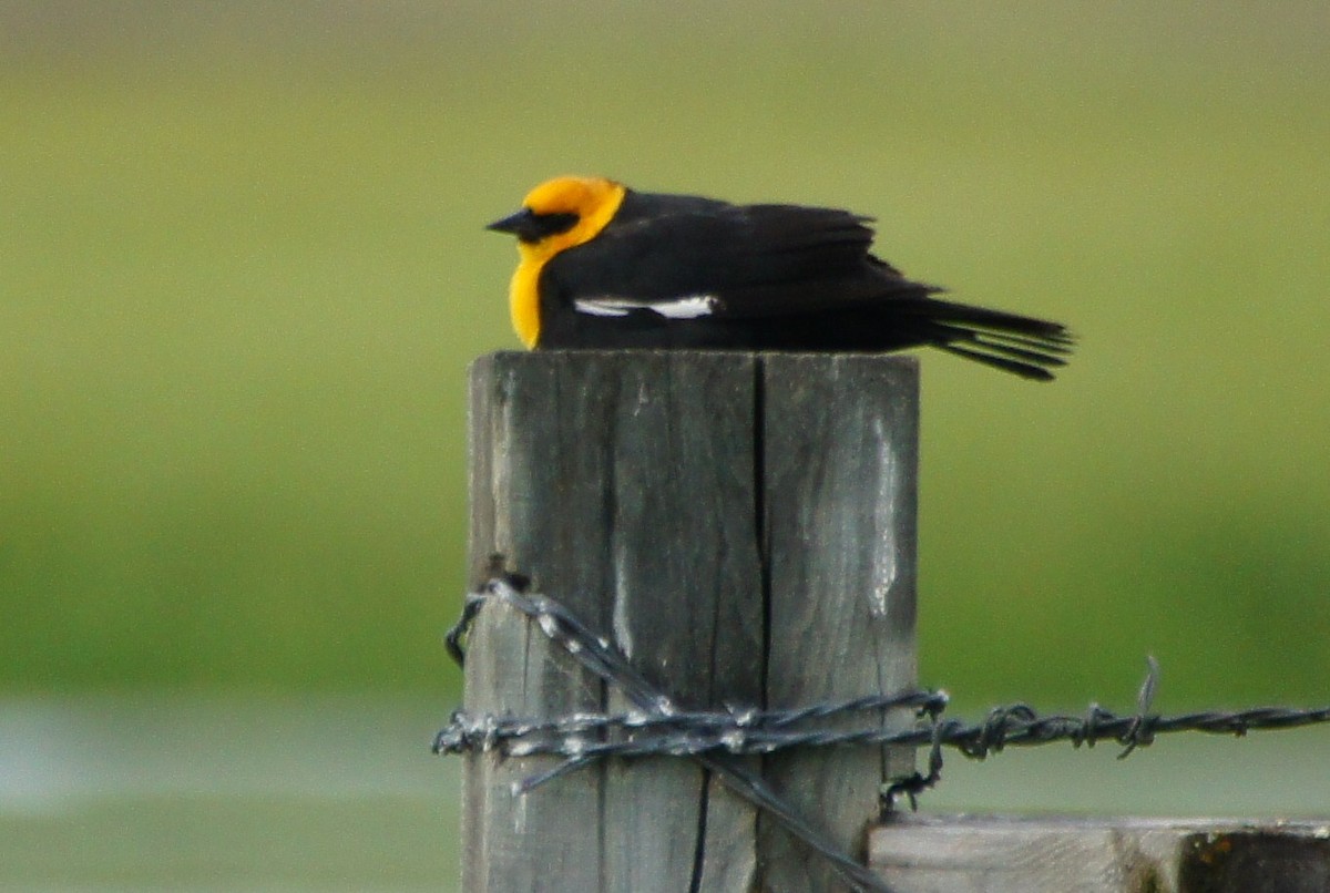 Yellow-headed Blackbird - ML369303721