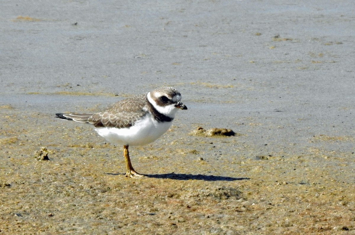 Semipalmated Plover - ML369308801