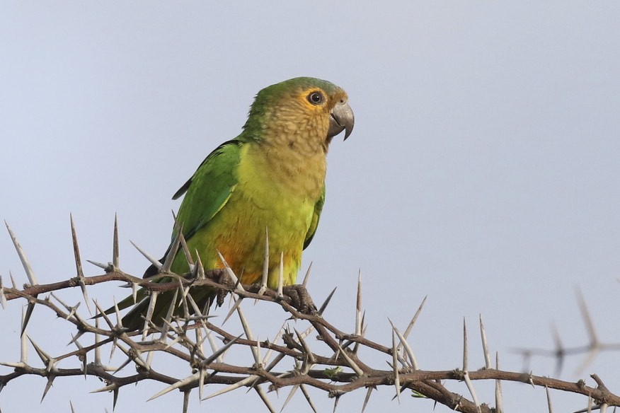 Brown-throated Parakeet - Knut Hansen