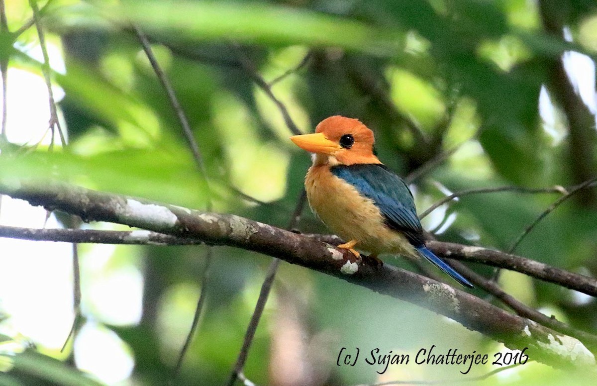 Yellow-billed Kingfisher - Sujan Chatterjee