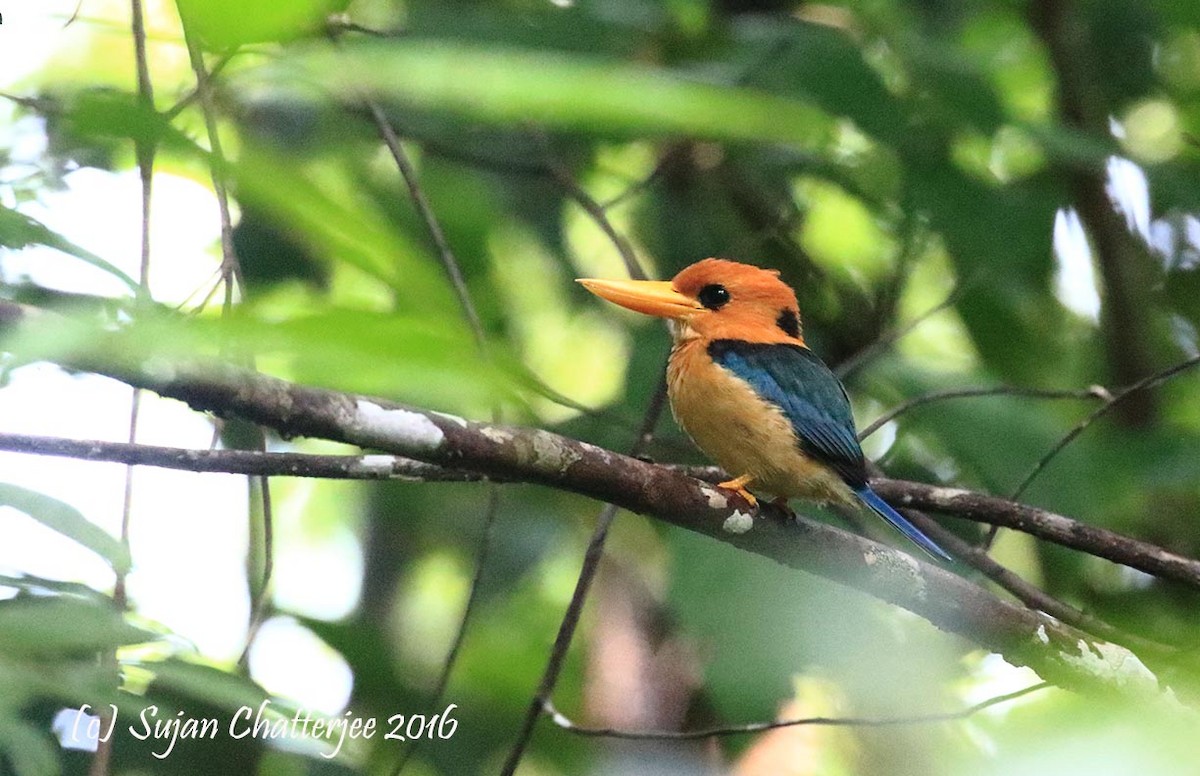 Yellow-billed Kingfisher - Sujan Chatterjee