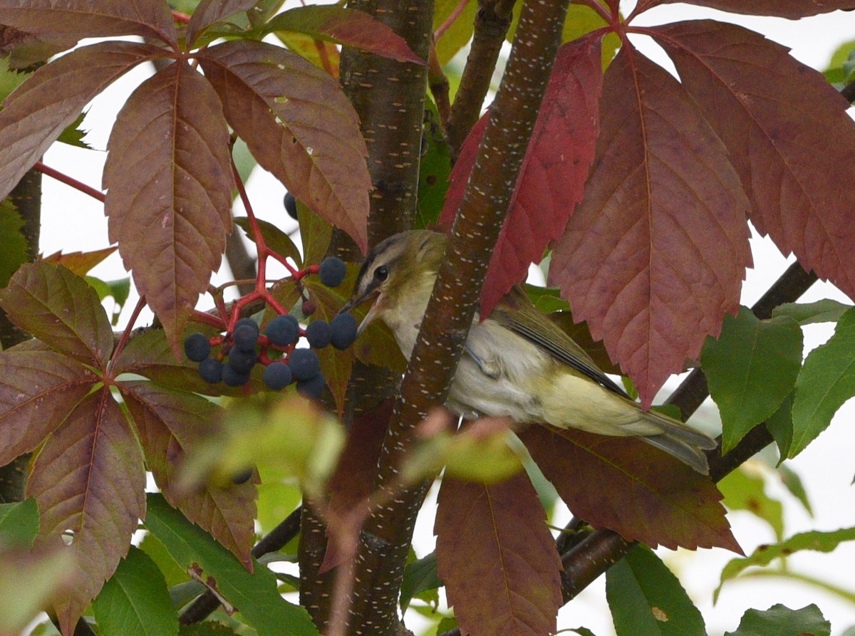 Red-eyed Vireo - Wendy Hill