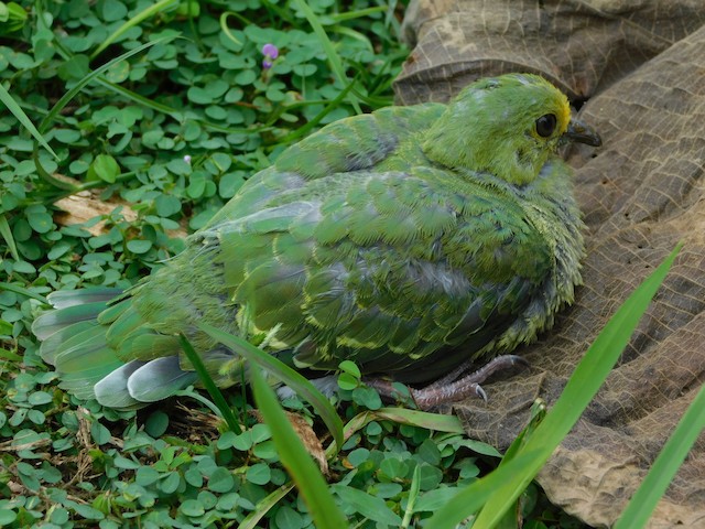 Coroneted Fruit-Dove