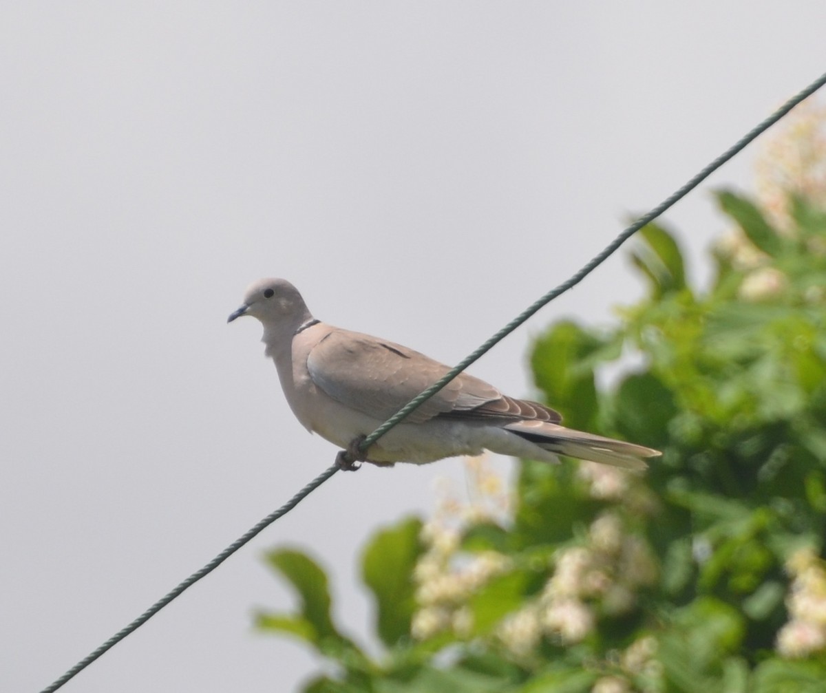 Eurasian Collared-Dove - ML36932101
