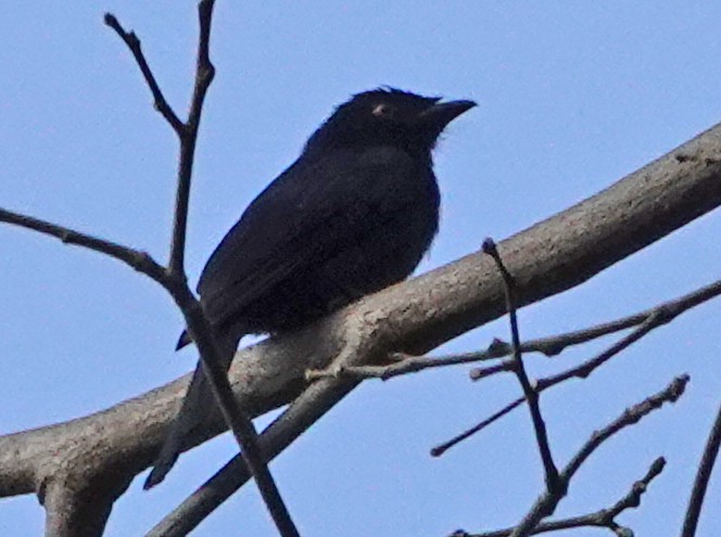 Square-tailed Drongo - ML369321831