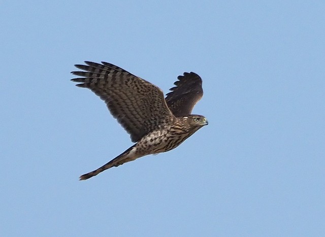 Cooper's Hawk