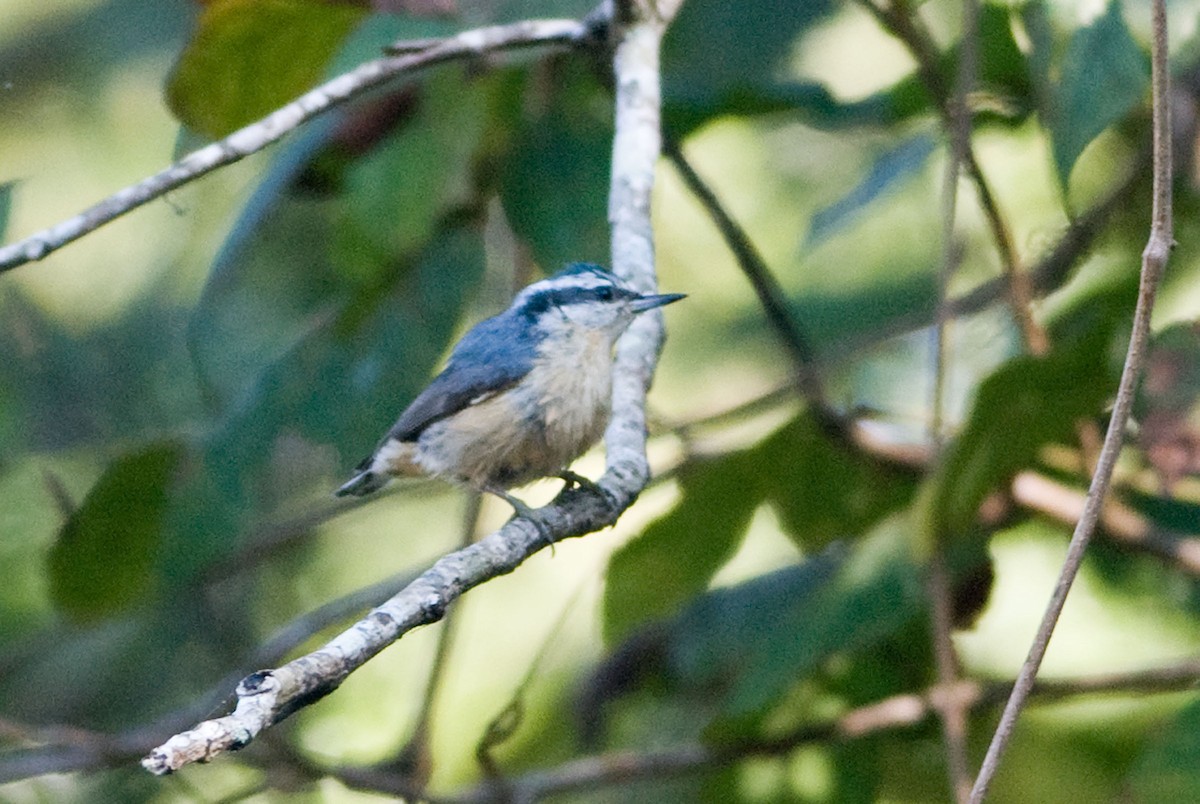 Red-breasted Nuthatch - ML36932541
