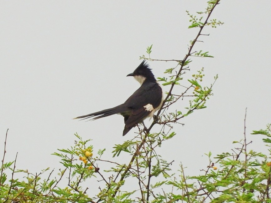 Pied Cuckoo - Chaiti Banerjee