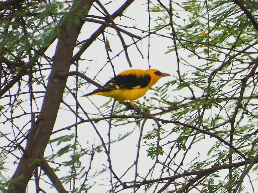 Indian Golden Oriole - ML369328841
