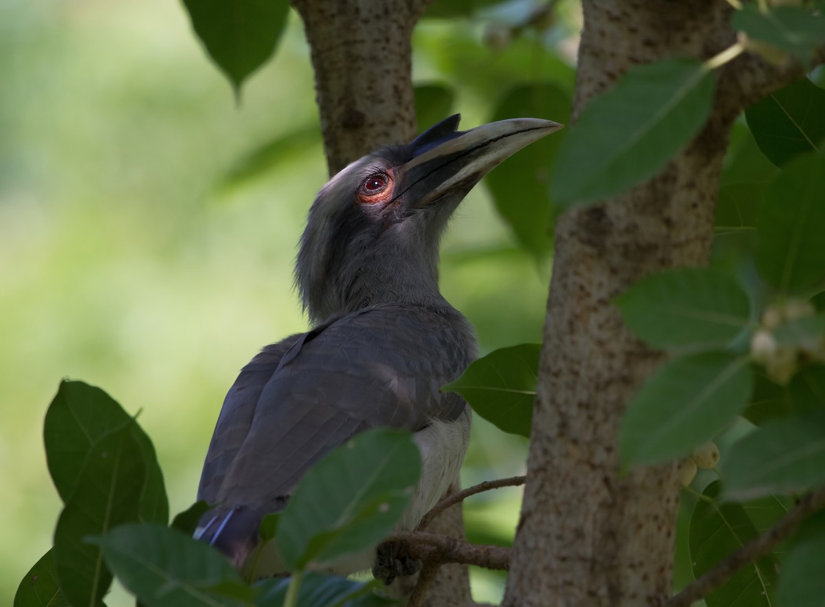 Indian Gray Hornbill - Amol Marathe