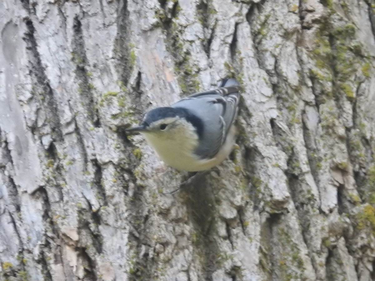 White-breasted Nuthatch - ML36933471