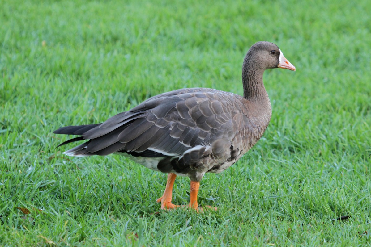 Greater White-fronted Goose - ML36933751
