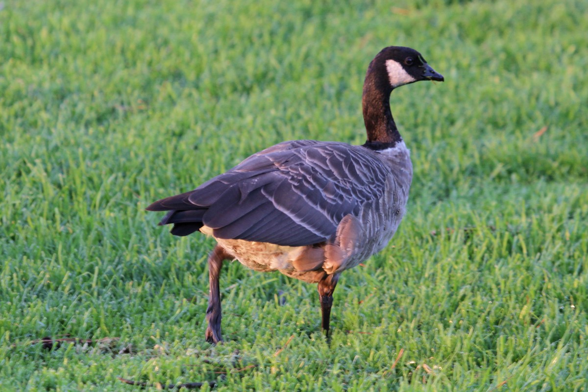 Cackling Goose (Aleutian) - ML36933781